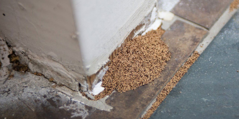 Termite Bond in Wilmington, North