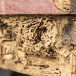 Termite Treatment