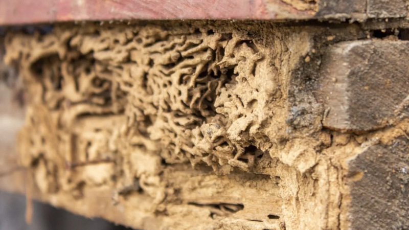 Termite Treatment in Wilmington, North