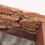 Termite Control