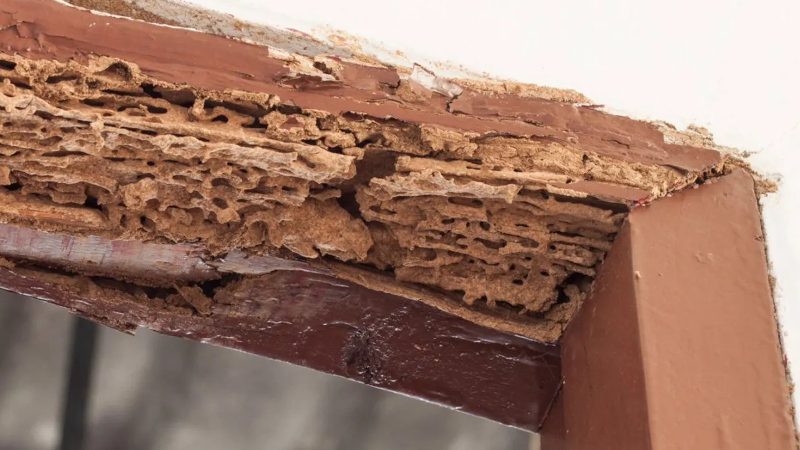 Termite Control in Wilmington, North Carolina