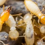 Termite & Wood Destroying Reports