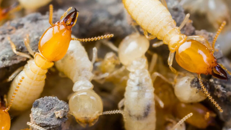 Termite & Wood Destroying Reports in Wilmington, North